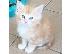 PoulaTo: Norwegian Forest X Ragdoll Kittens